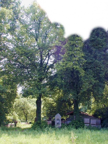 Bild 3 von Baumgruppe